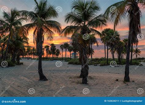 Trees In Florida Keys