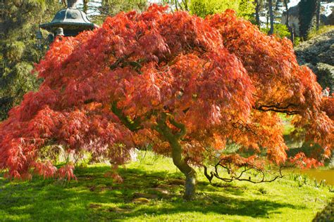 Trees In Japanese Maple