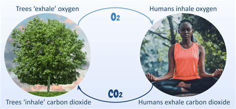 Trees Inhale Carbon-Dioxide And Exhale