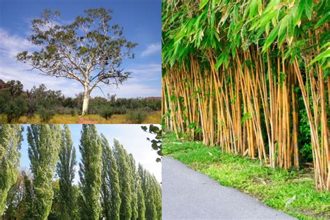 Trees Invasive Roots