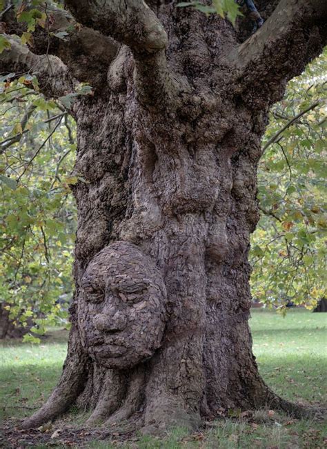 Trees Look Like Human Head