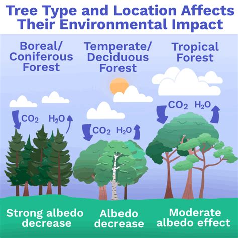 Trees May Help Global Warming