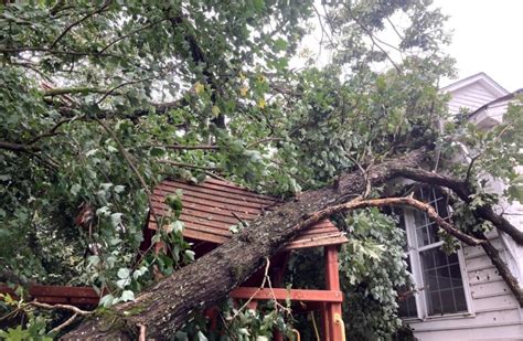 Trees Most Likely To Fall In Wind