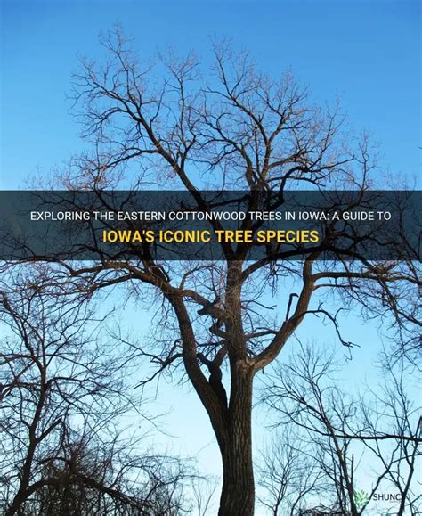 Trees Native To Eastern Iowa