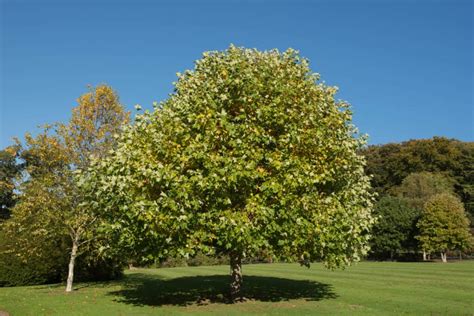 trees native to ky