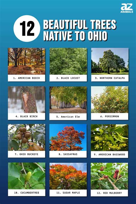 Trees Native To Ohio