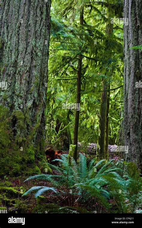 Trees Of Canada S Rainforest