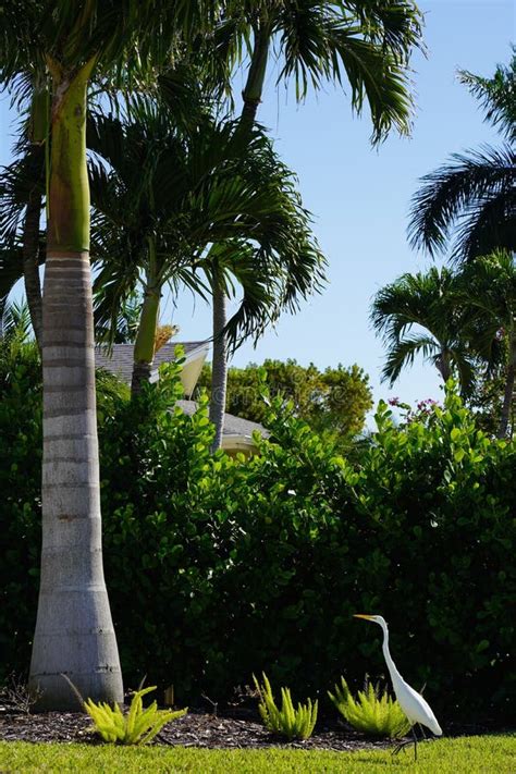 Trees Of Key West Fl