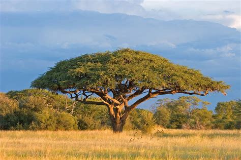 Trees Of Savanna