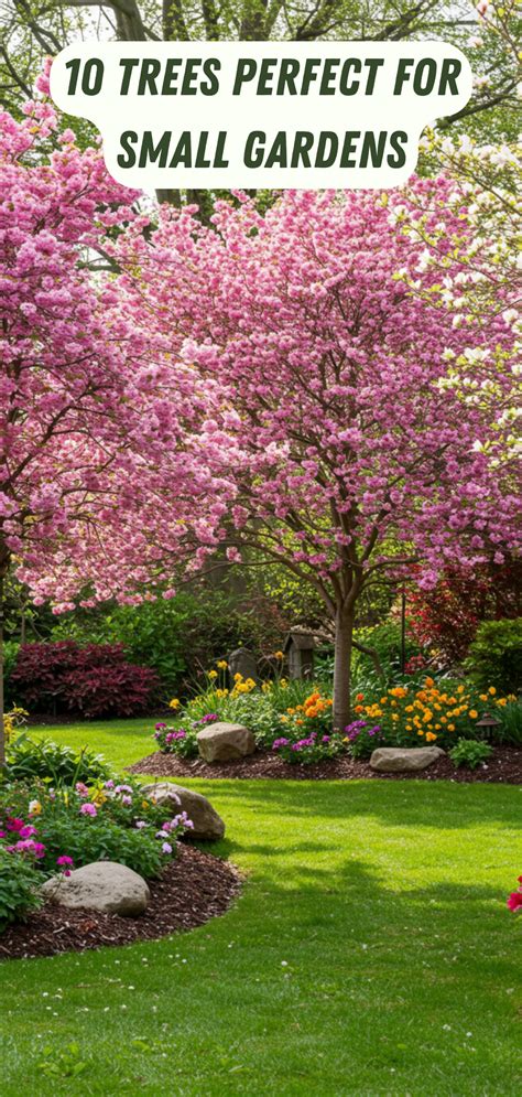 Suitable Trees For A Small Garden DEVON MAMA
