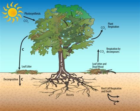 Trees Take In Carbon Dioxide And Release Oxygen