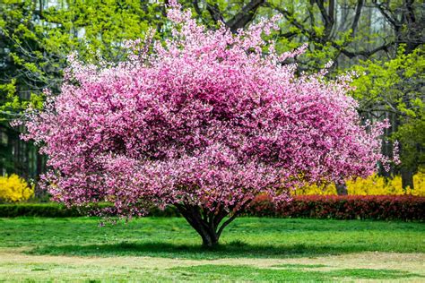 Discover the Beauty of Trees That Flower: A Garden's Delight