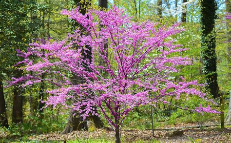 Top 6 flowering trees to plant in the spring