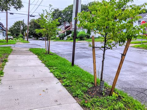Trees To Plant Next To Sidewalks