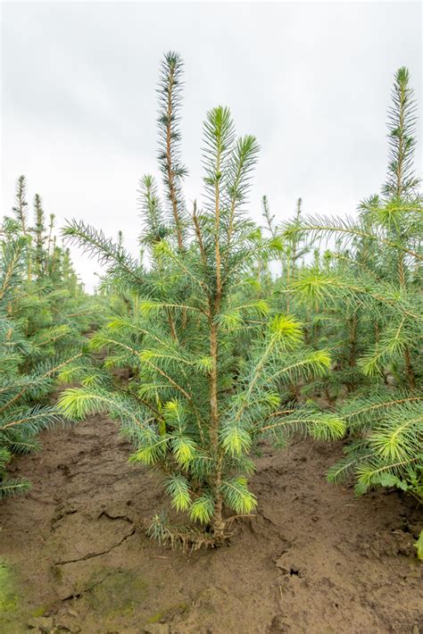 Trees To Please Hours