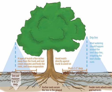 trees improving water quality
