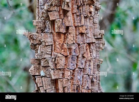 Trees With Fire Resistant Bark