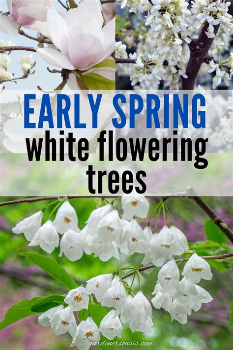 11 Best Trees and Shrubs With White Flowers