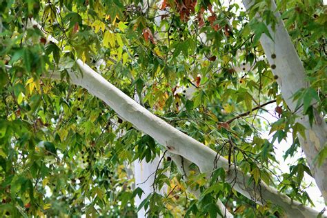 Trees With White Branches