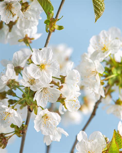 Trees With White Flower Clusters In Spring