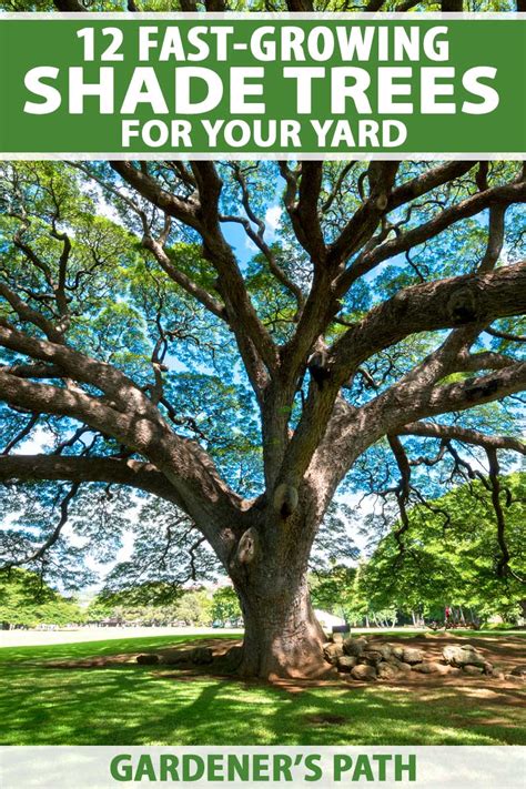 Fast growing shade trees Artofit