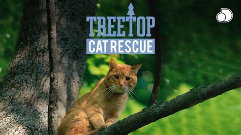 Treetop Cat Rescue