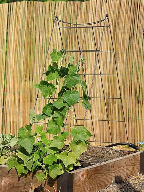 Trellis For Cucumbers And Squash
