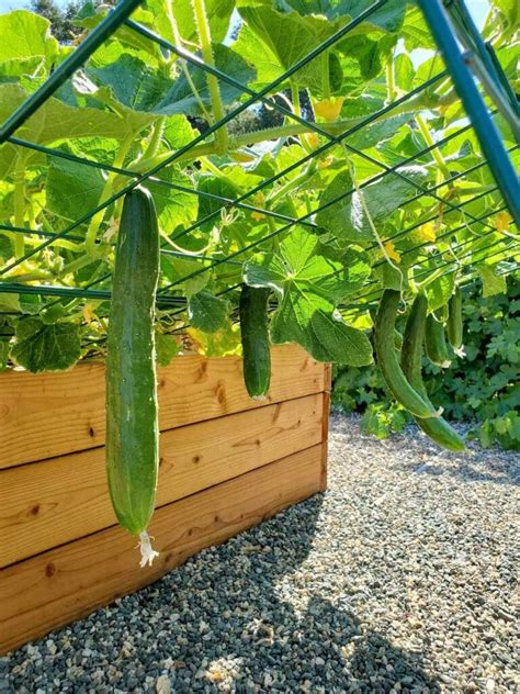 Trellis For Cucumbers In Containers