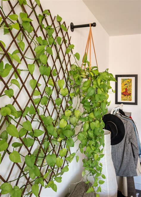 Trellis For Indoor Vines