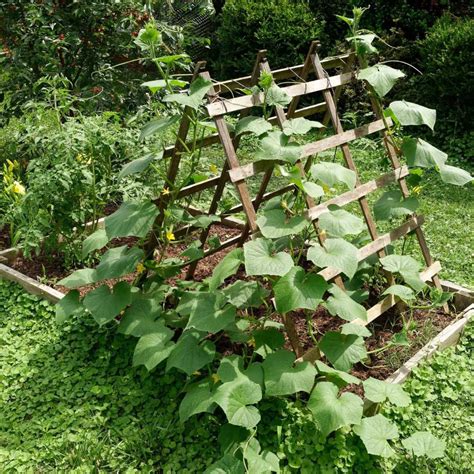Trellis Ideas For Squash
