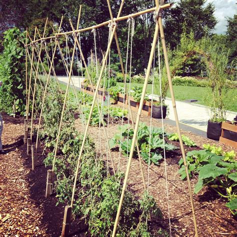 Trellis Plant String