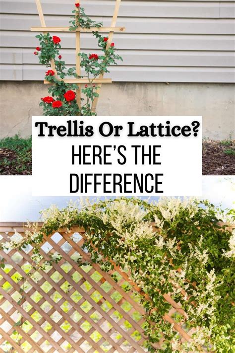 Trellis Vs Lattice
