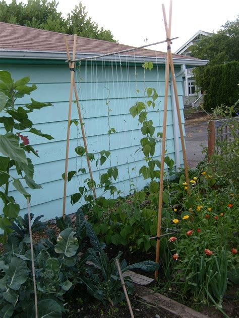 Trellises For Pole Beans