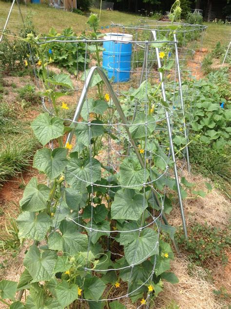 trellising cucumbers in containers