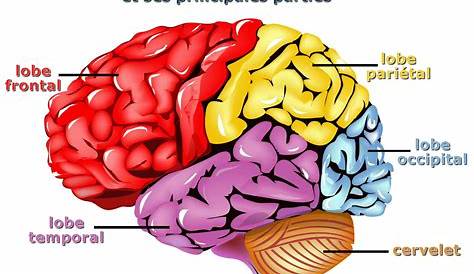 Connaissezvous bien votre cerveau? Art à thème anatomie