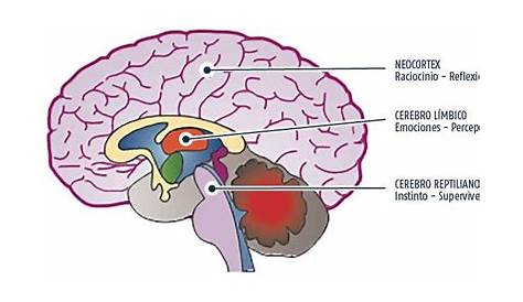 ¿Cómo funcionan las emociones? El cerebro emocional | Cerebro emocional