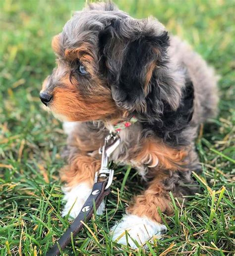 Aussiedoodle puppy for sale near Springfield, Missouri. 47624b2f4a51