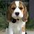 tri color beagle puppy
