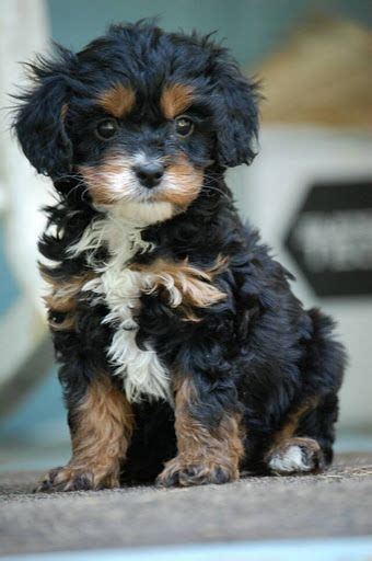 Stud Dog Apricot colored Cavapoo Breed Your Dog
