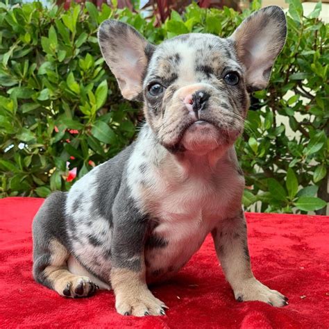 What Are The Rare French Bulldog Colors? Little French Dog