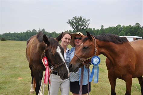 Triangle Area Equestrians