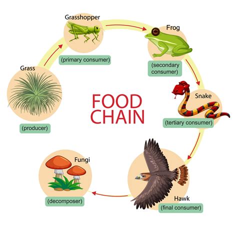 Triangle Food Chain Template