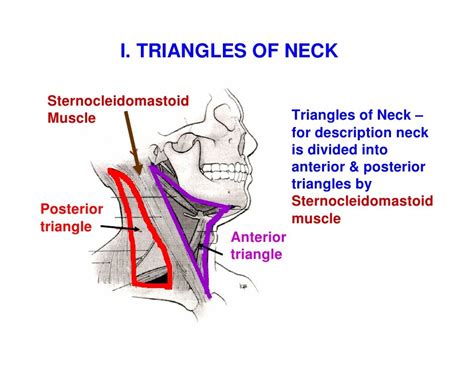 Triangles Of The Neck Example