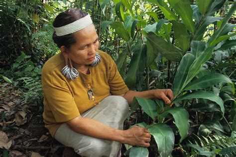 Tribes Using Traditional Medicine in the Rainforest
