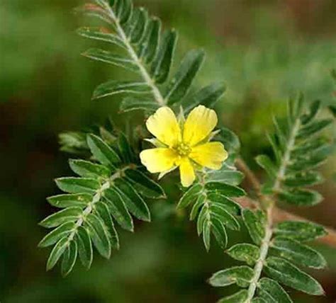 Tribulus Terrestris Selfhacked
