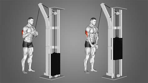 Tricep Exercises Pull Down