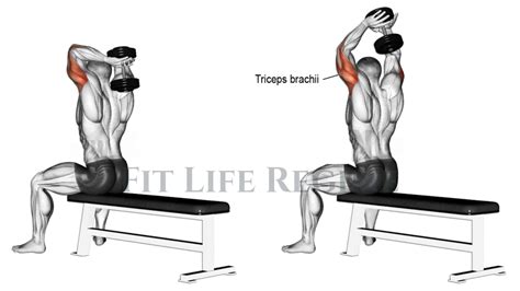 Tricep Extension Joint Action