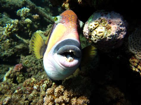 Triggerfish Photo