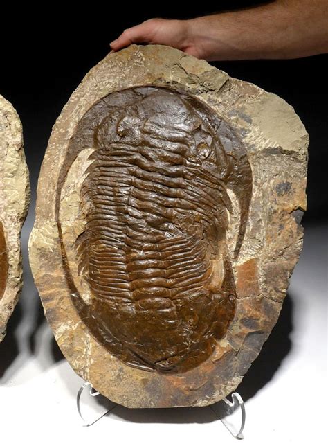 trilobite fossils for sale amazon