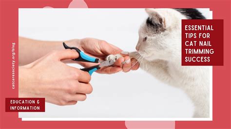 Trim Cat Nails Service